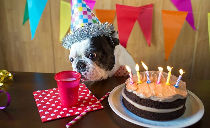 Dog Birthday Cake