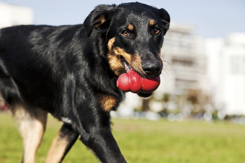 best dog puzzle toys