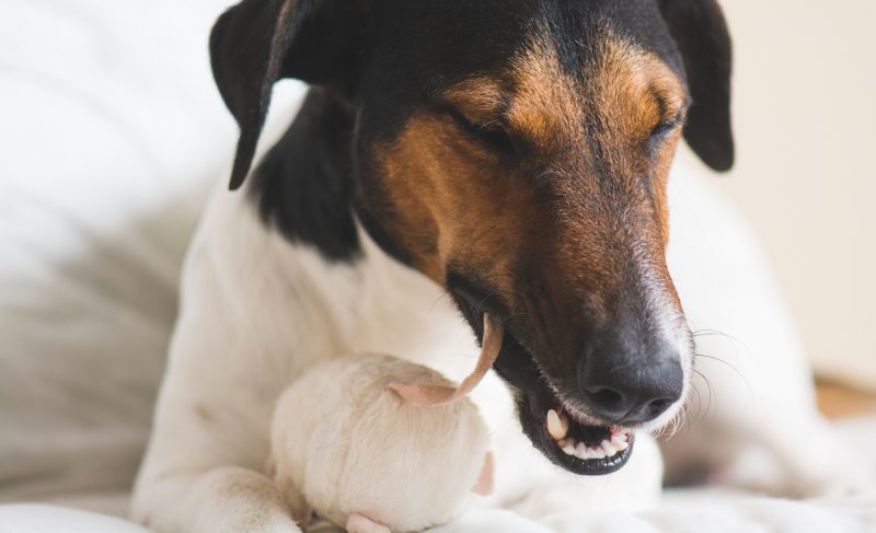 best-organic-dog-toys