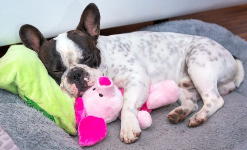 good soft toys for dogs