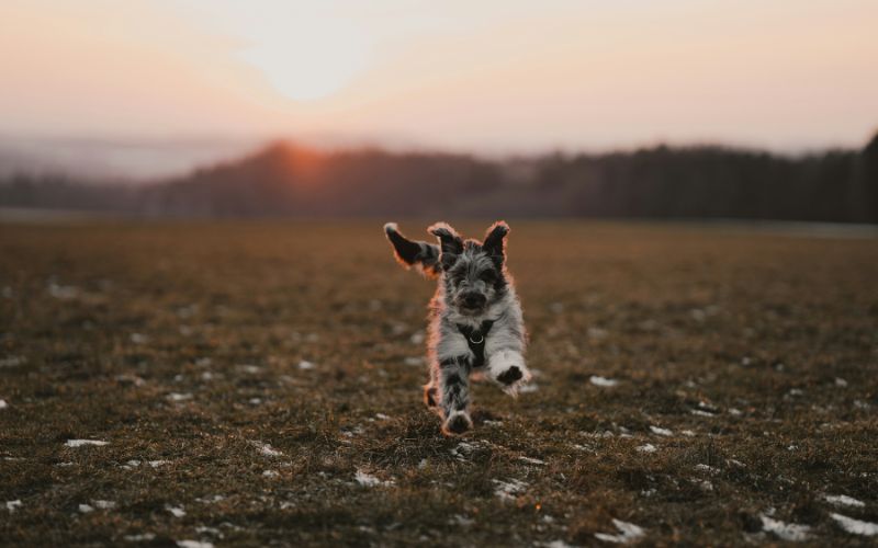 Best Dog Food for Aussiedoodle: Delicious Dining for Your Darling Doodle 1 Choose A Healthful Food for Your Aussiedoodle