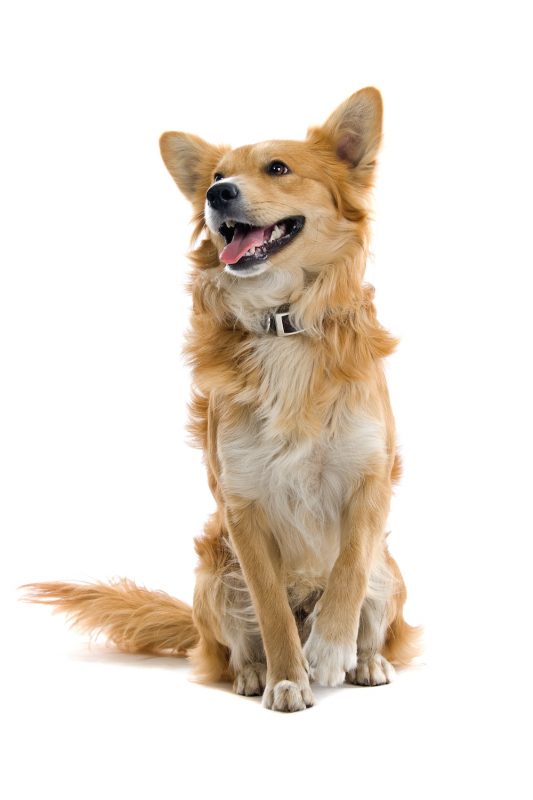 30 Things to Teach Your Dog in 30 Days 1 demo dog