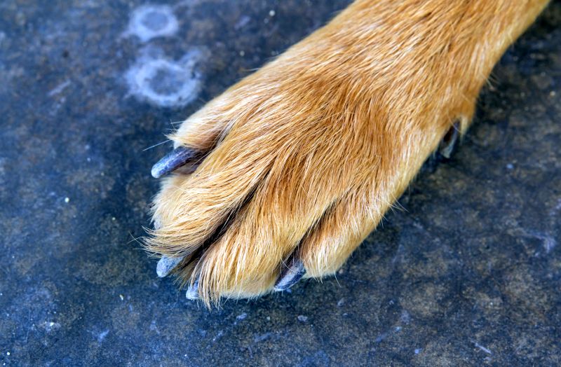 What Are Dog Dewclaws and Why Do They Exist? 1 dewclaws in dogs