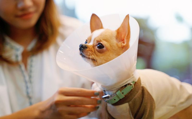 DIY Dog Cone: Homemade E-Collar For Your Canine in Recovery! 1 DIY dog cone