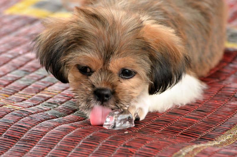 Dog Ice Block Treats: 9 DIY Recipes! 1 dog frozen treats