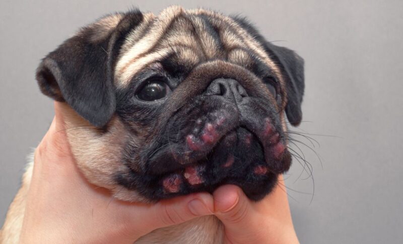 What to give dog for inflammation