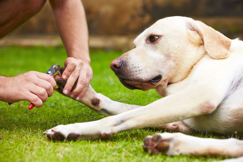 dog nail trimming