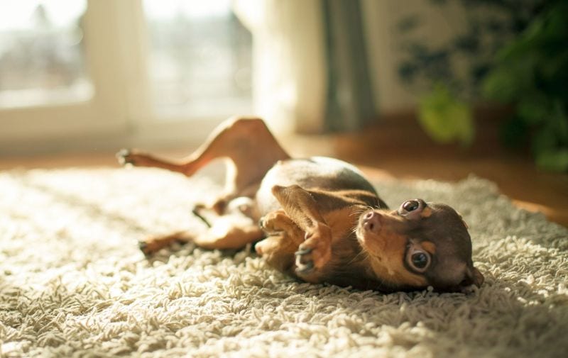 alpha training can be traumatic
