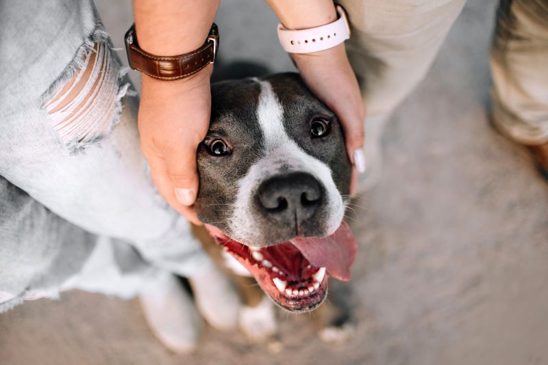 pit bull terrier dog portrait between owners, top view good things about pitties