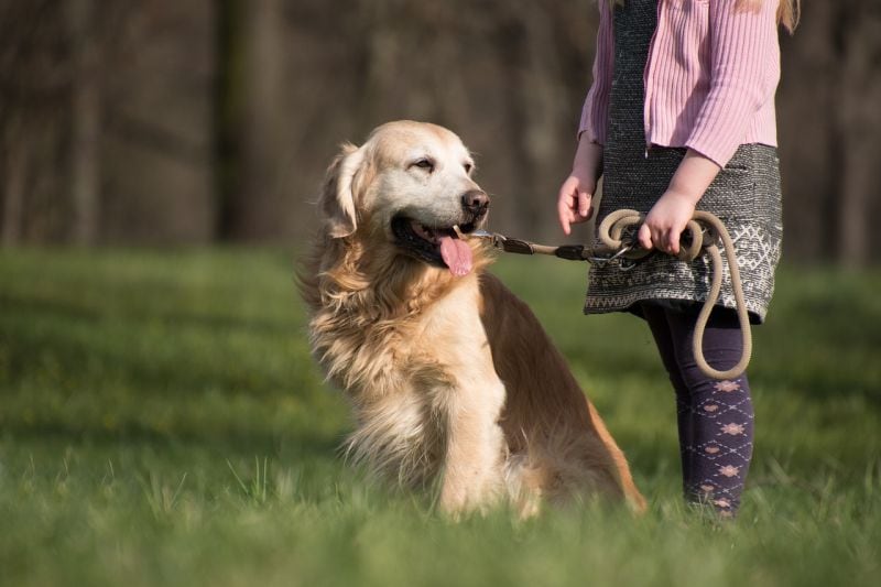 holding dog leash