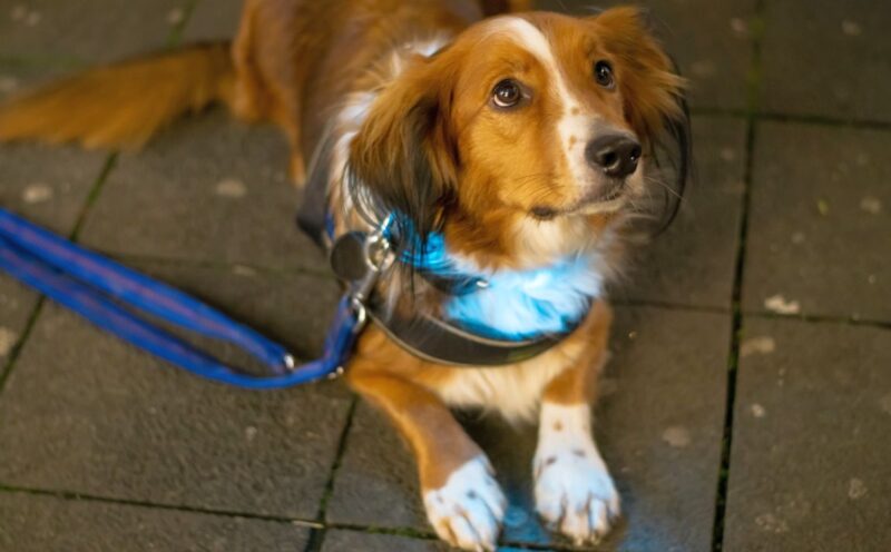 LED dog collar