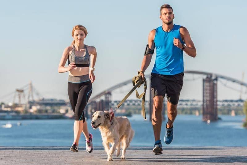 preparing-dog-for-long-distance-running