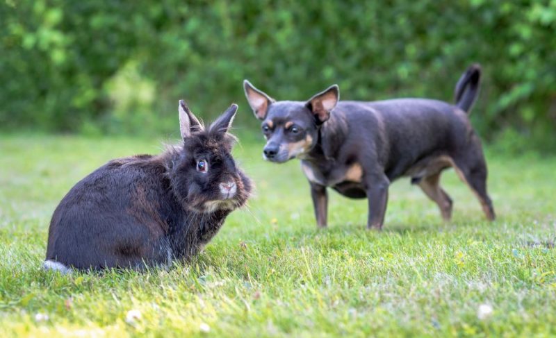 why do dogs eat rabbit poop
